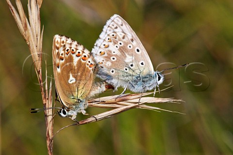Chalkhill Blue butterflies mating  the female on left has an unusual lack of spots on hindwing aberration postcaeca Denbies Hillside Ranmore Common Surrey England