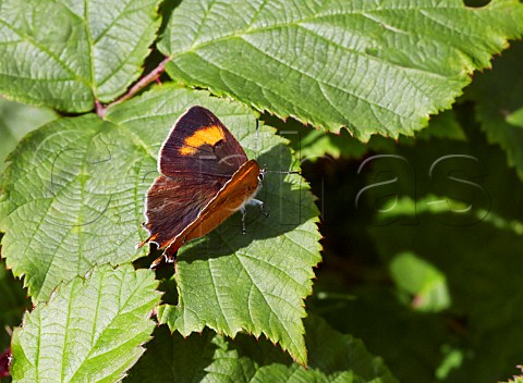 Brown Hairstreak butterfly at rest on bramble leaf Bookham Common Surrey England