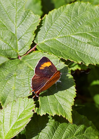Brown Hairstreak butterfly at rest on bramble leaf Bookham Common Surrey England