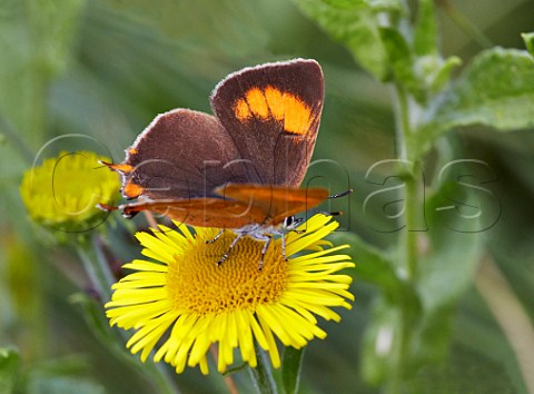 Brown Hairstreak butterfly on Common Fleabane flower Bookham Common Surrey England