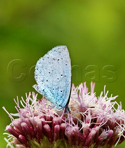 Holly Blue butterfly feeding on Hemp Agrimony flower Steyning Rifle Range Steyning Sussex England