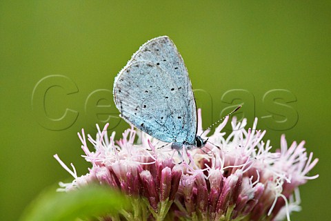 Holly Blue butterfly feeding on Hemp Agrimony flower Steyning Rifle Range Steyning Sussex England