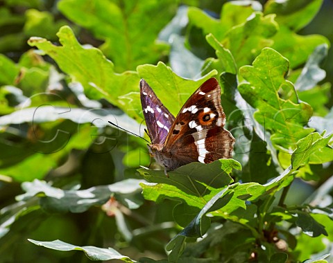 Purple Emperor butterfly at rest in oak tree Bookham Common Surrey England