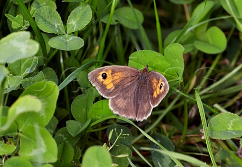 Meadow Brown butterfly female at rest on clover  Blackstone Bottom near Alfriston Sussex England