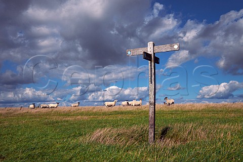 Sheep and fingerpost sign on the South Downs Way near Bostal Hill  Alfriston Sussex England