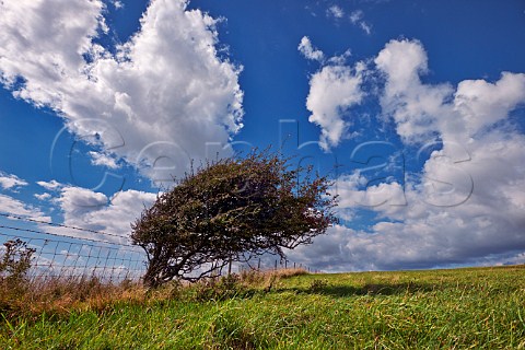 Windswept tree on the South Downs Way at Bostal Hill  Alfriston Sussex England