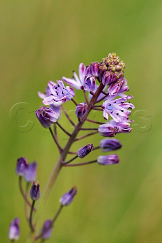 Autumn Squill flowering in Home Park Hampton Court Palace London England
