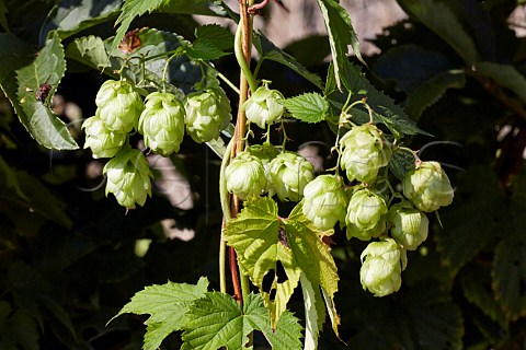 Wild hops flowering by the River Thames at Hampton Court London England