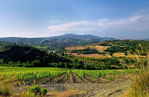 Vineyard of Il Palazzone above the Orcia River with Monte Amiata in distance Castelnuovo dellAbate Tuscany Italy  Brunello di Montalcino