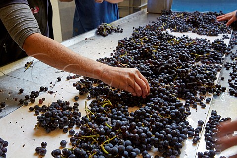 Sorting Pinot Noir grapes at Domaine Andr et Mireille Tissot MontignylsArsures Jura France Arbois