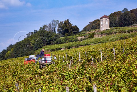 Harvesting Trousseau grapes in vineyard of Domaine Andr et Mireille Tissot below their La Tour de Curon Arbois Jura France Arbois