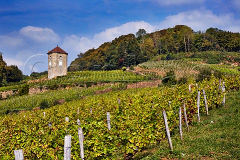Trousseau vineyard of Domaine Andr et Mireille Tissot below their La Tour de Curon  Arbois Jura France Arbois
