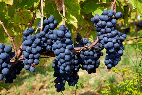 Trousseau grapes in vineyard of Domaine Andr et Mireille Tissot  Arbois Jura France Arbois