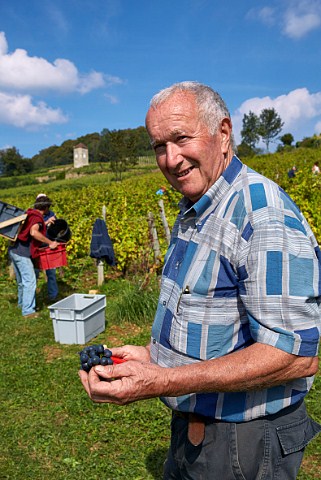 Andr Tissot picking Trousseau grapes in his vineyard below La Tour de Curon  Domaine Andr et Mireille Tissot Arbois Jura France Arbois