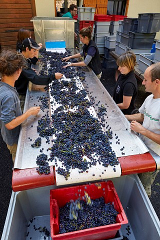 Sorting Trousseau grapes at Domaine Andr et Mireille Tissot MontignylsArsures Jura France Arbois