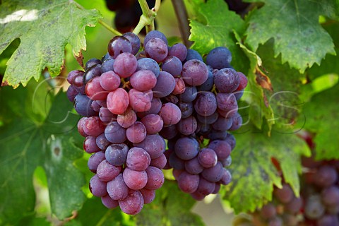 Poulsard grapes Arbois Jura France Arbois