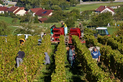 Harvesting Trousseau grapes in vineyard of Domaine Daniel Dugois Les Arsures Jura France  Arbois