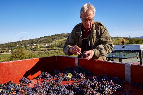Daniel Dugois sorting harvested Trousseau grapes in his vineyard Domaine Daniel Dugois Les Arsures Jura France  Arbois
