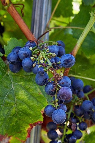 Trousseau  la Dame grapes in vineyard of Domaine Daniel Dugois Les Arsures Jura France  Arbois