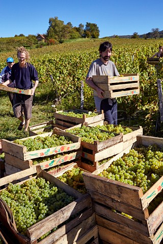 Harvested Savagnin grapes in boxes ready to be dried for Vin de Paille in vineyard of Frdric Lornet MontignylsArsures Jura France Arbois