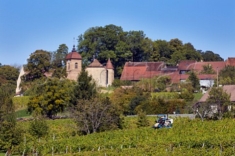 Machine harvesting grapes in vineyard at MontignylsArsures Jura France Arbois