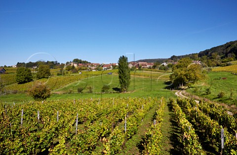 Harvest time in vineyards at MontignylsArsures Jura France Arbois