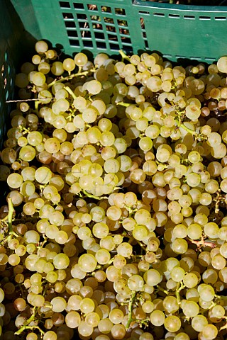 Harvested Chardonnay grapes placed in small boxes ready to be dried for Vin de Paille  in the Marcette vineyard of Domaine de la Renardire Pupillin Jura France   ArboisPupillin