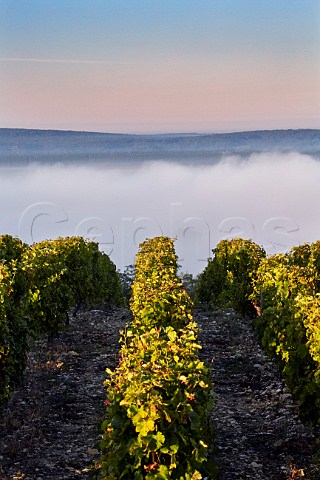 Early morning light on vineyard at Les Loges with view over the fogfilled Loire Valley Near PouillysurLoire Nivre France  PouillyFum