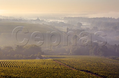 Early morning view over vineyards near Les Loges including Domaine Jonathan Didier Pabiot with PouillysurLoire and River Loire in distance Nivre France  PouillyFum