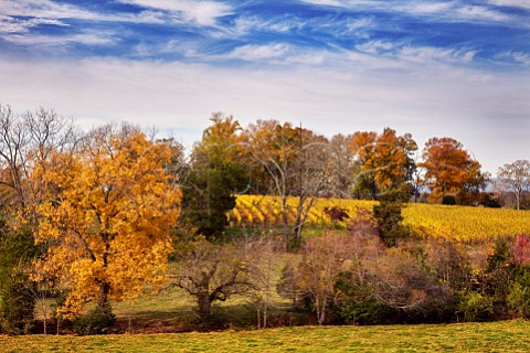 Barboursville Vineyards in the autumn Barboursville Virginia USA Monticello AVA