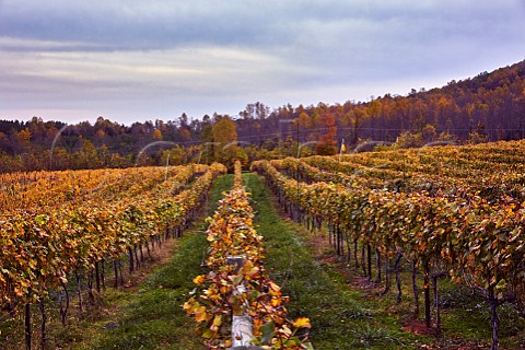 Jefferson Vineyards in the autumn Charlottesville Virginia USA  Monticello AVA