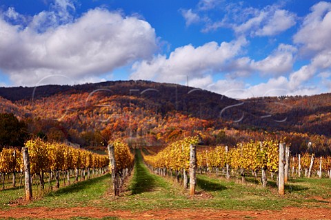 Autumn colours in Afton Mountain Vineyards with the treecovered Blue Ridge Mountains beyond Afton Virginia USA Monticello AVA