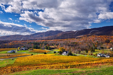 Autumnal vineyards of Veritas Winery with the Blue Ridge Mountains beyond Afton Virginia USA Monticello AVA