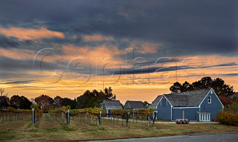 Dawn breaking over vineyard of Williamsburg Winery Williamsburg Virginia USA