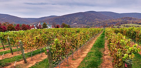 King Family Vineyards with the Blue Ridge Mountains beyond Crozet Virginia USA Monticello AVA