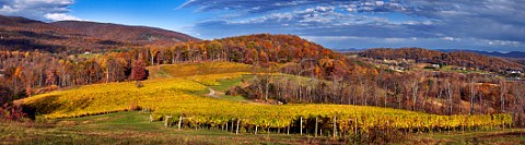 Autumnal Chardonnay and Sauvignon Blanc vineyards of Veritas Winery high in the Blue Ridge Mountains Afton Virginia USA Monticello AVA