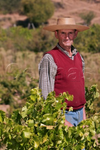 Nivaldo Morales in his Pais vineyard Souzal Maule Valley Chile