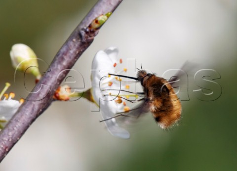 Large Beefly feeding on blackthorn flower Hurst Meadows West Molesey Surrey England