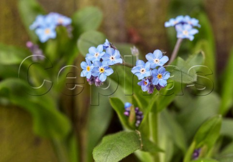 ForgetMeNot flowering in spring Hurst Meadows West Molesey Surrey England