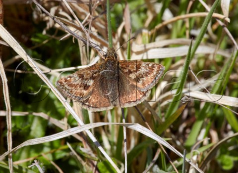 Dingy Skipper butterfly Denbies Hillside Ranmore Common Surrey England