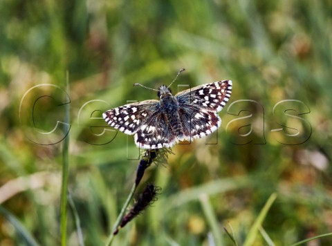 Grizzled Skipper butterfly Denbies Hillside Ranmore Common Surrey England