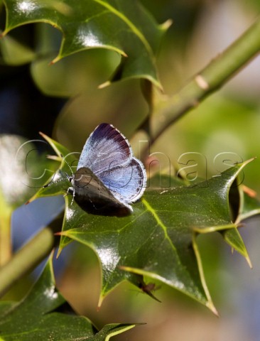 Holly Blue butterfly resting on holly leaf Hurst Meadows West Molesey Surrey England