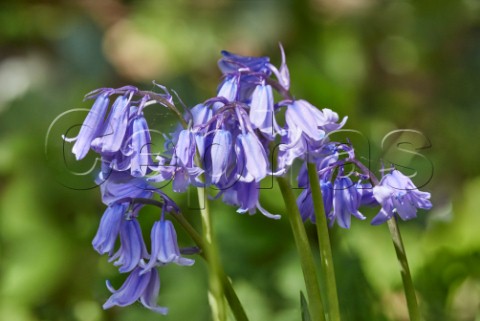 Bluebells flowering Hurst Meadows West Molesey Surrey England
