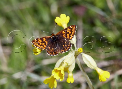 Duke of Burgundy butterfly on cowslip Noar Hill Nature Reserve Selborne Hampshire England