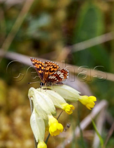 Duke of Burgundy butterfly on cowslip Noar Hill Nature Reserve Selborne Hampshire England