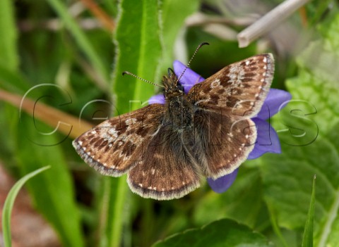Dingy Skipper butterfly on violet Noar Hill Nature Reserve Selborne Hampshire England