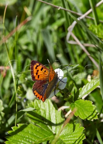 Small Copper butterfly on wild strawberry flower Fairmile Common Esher Surrey England