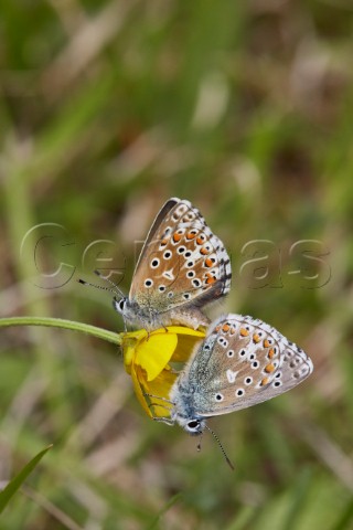 Adonis Blue butterflies mating on a buttercup Box Hill Dorking Surrey England