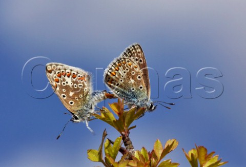 Common Blue butterflies mating Box Hill Dorking Surrey England