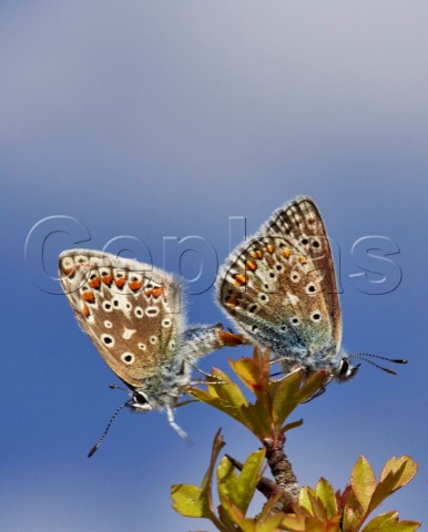 Common Blue butterflies mating Box Hill Dorking Surrey England